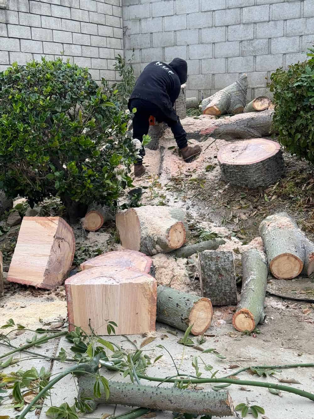 Tree and Shrub Services image