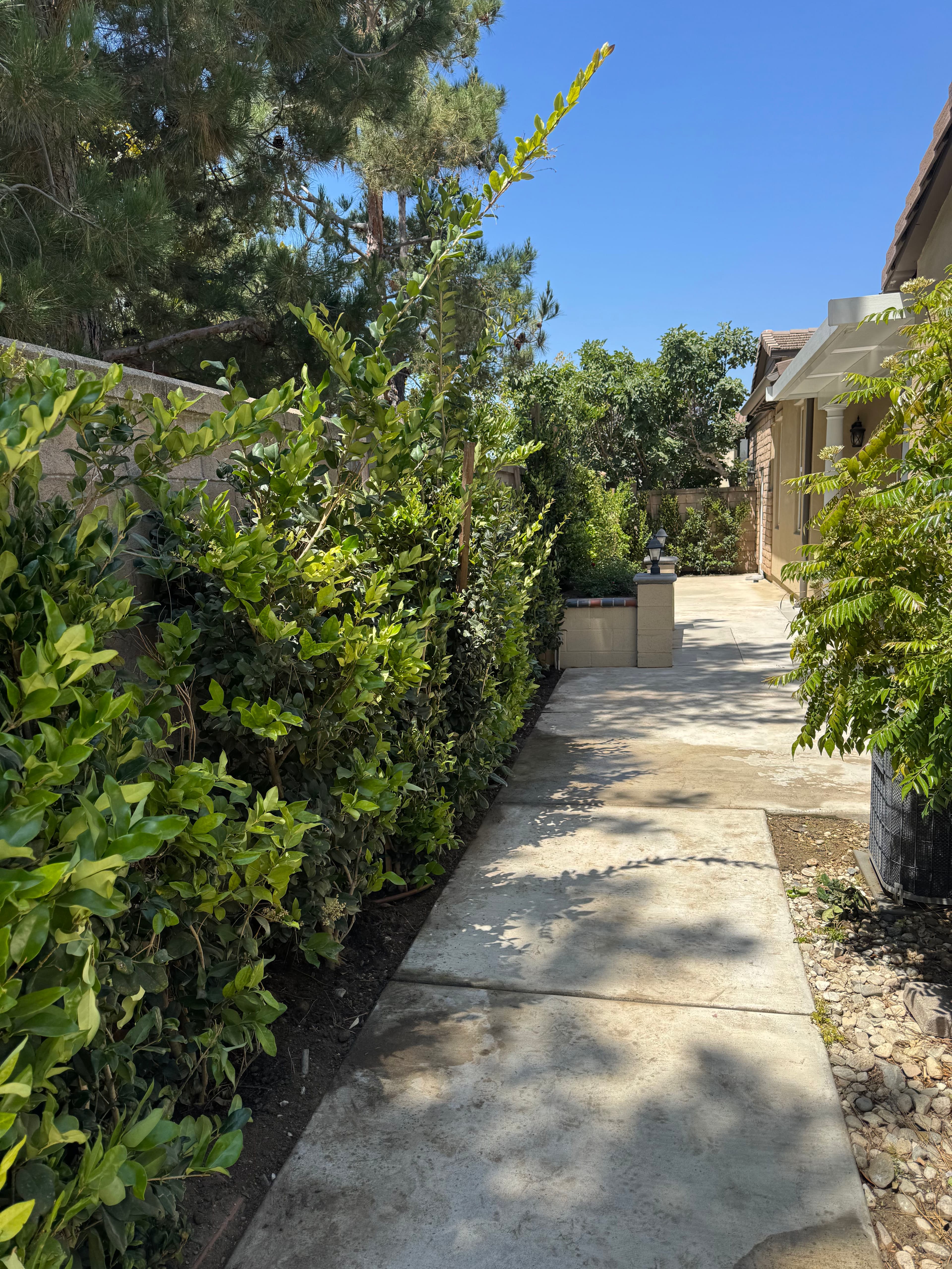 Project California Privet Privacy Hedge Installation Along Block Wall image