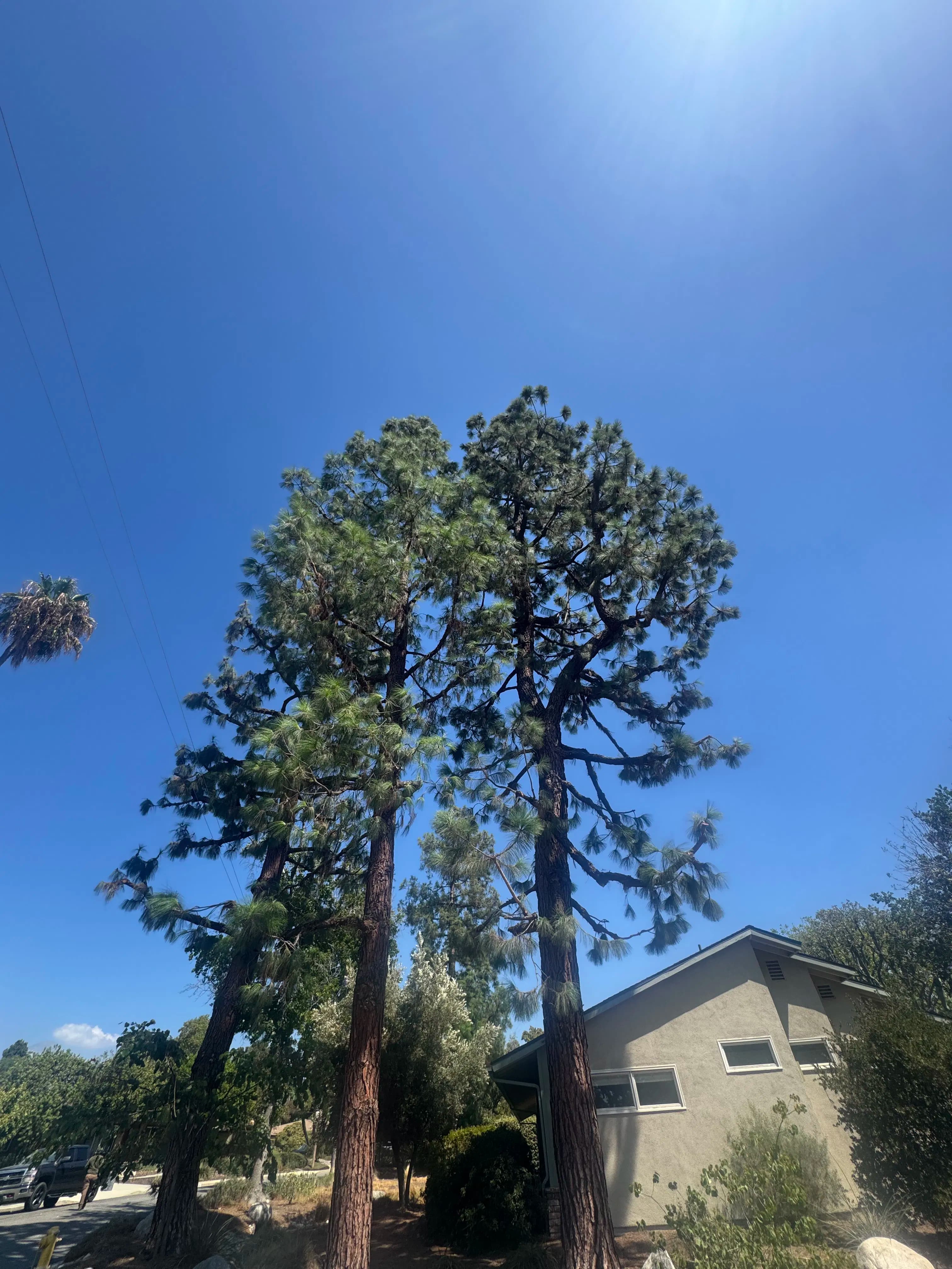 Project Crown Thinning and Dead Wood Removal on Canary Pines image