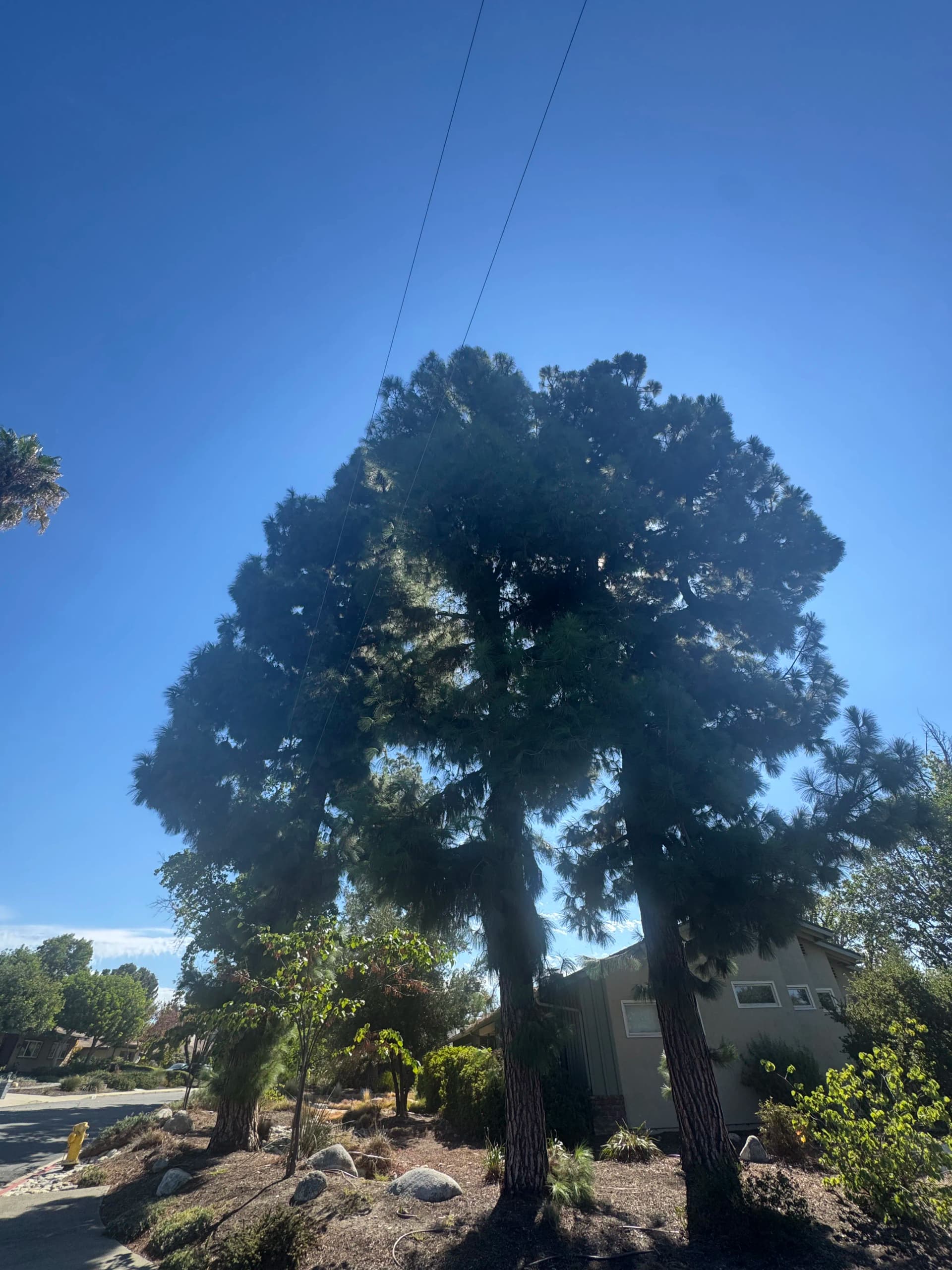 Gallery photos for Crown Thinning and Dead Wood Removal on Canary Pines: Image #1