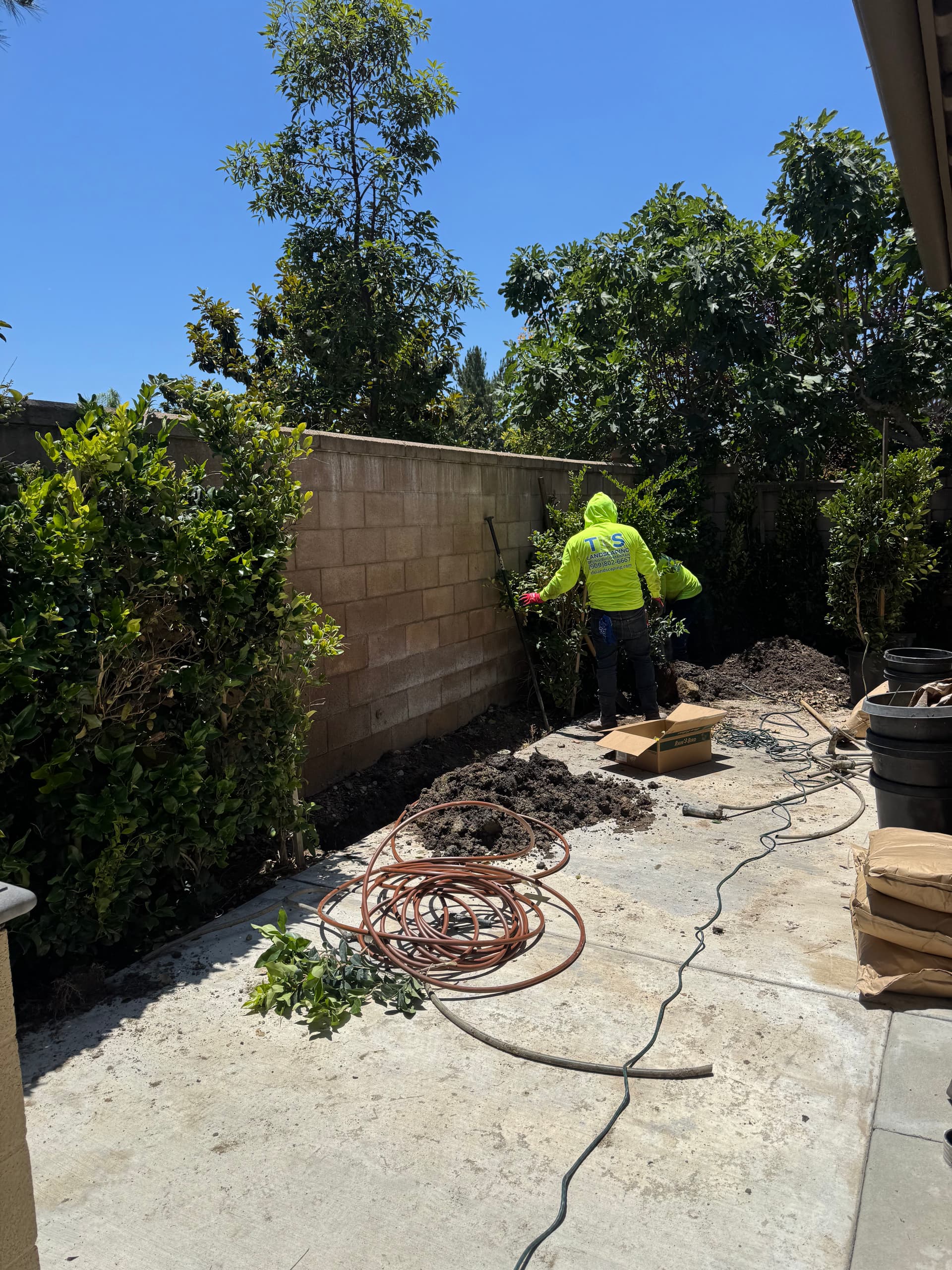 Gallery photos for California Privet Privacy Hedge Installation Along Block Wall: Image #2