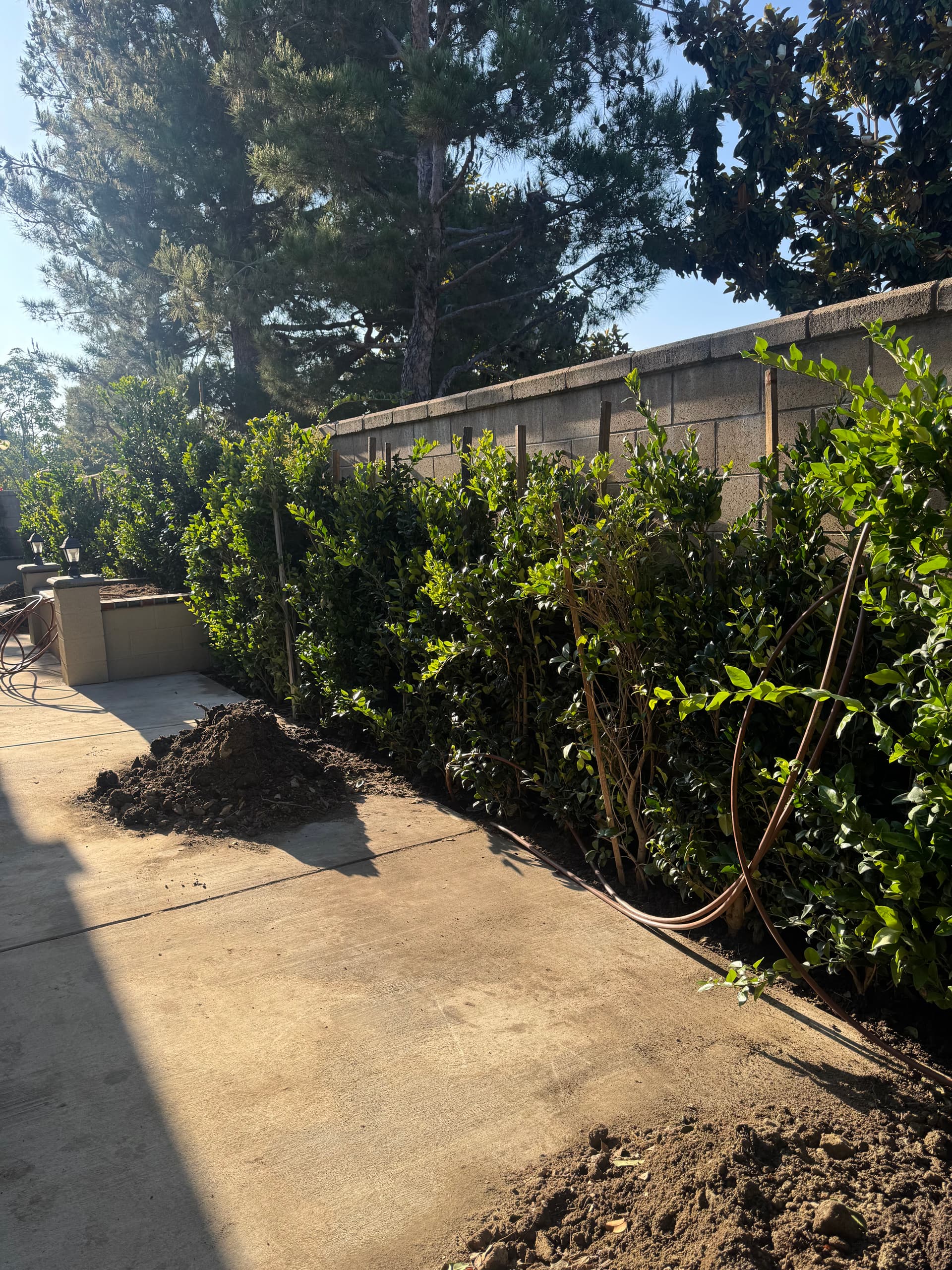 Gallery photos for California Privet Privacy Hedge Installation Along Block Wall: Image #3