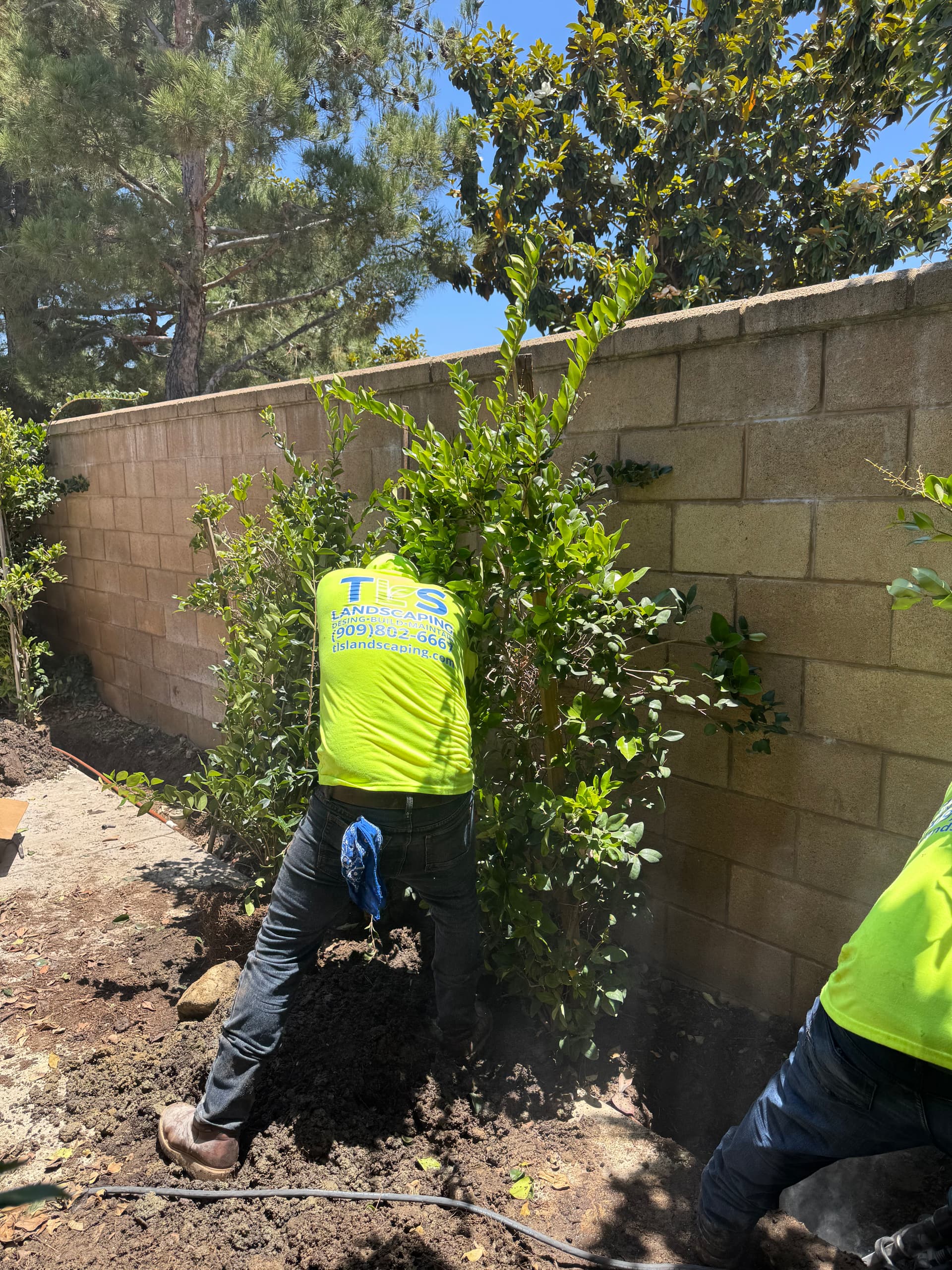 Gallery photos for California Privet Privacy Hedge Installation Along Block Wall: Image #4