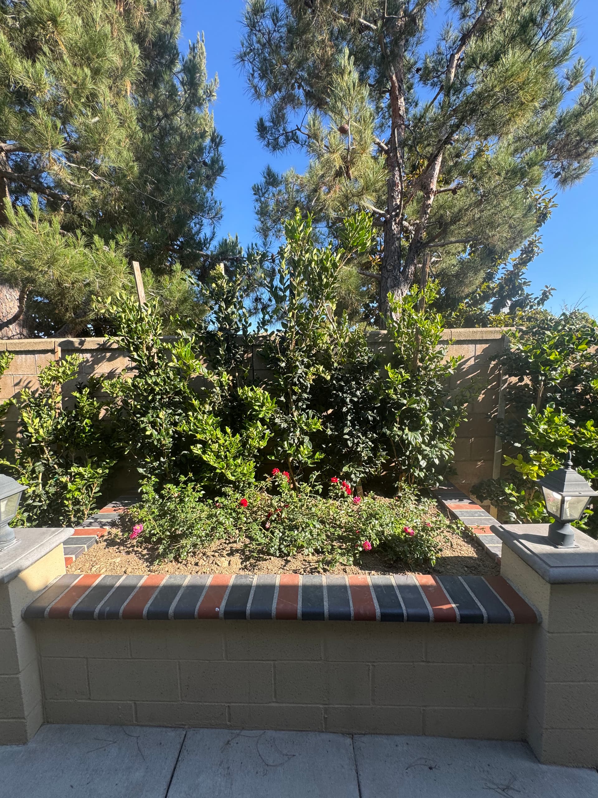 Gallery photos for California Privet Privacy Hedge Installation Along Block Wall: Image #1